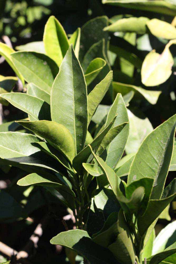            Sun leaves (Riverside, CA)   